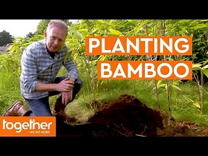 How to Plant Bamboo | The Great British Garden Revival