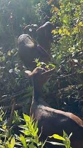 Behind the Barn Door: Our SECRET Farm Animal Lives! #farmlife #animalpov #hiddenlives