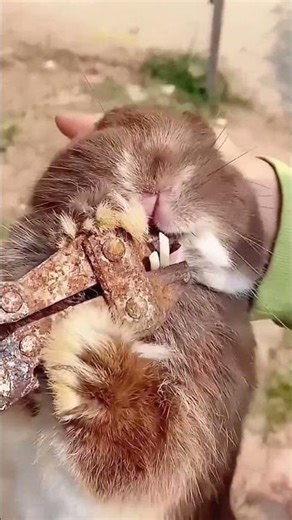 Cutting process of rabbit buck teeth