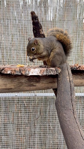 Eichhörnchen (Sciurus granatensis hoffmanni) #squirrel #cuteanimals #animals #eichhörnchen #cute