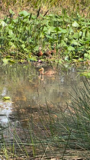 FINS N FEATHERS OUTFITTERS | Even the wife sends me videos checking for bands😂 #whistlerwednesday #mottleduck #southflorida | Instagram