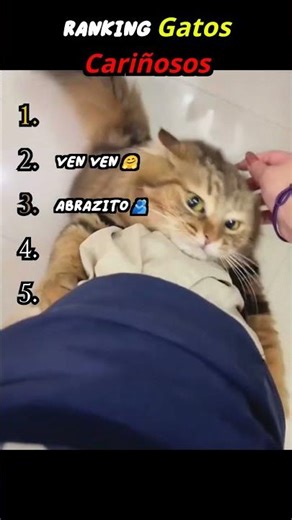 😂TOP 5 MEJORES MOMENTOS DE GATOS CARIÑOSOS😂