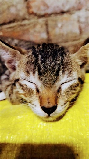 cute baby kitten sleep💤😴 #cat #pawsn #baby #love #adorablepaws #shorts #ytshorts #youtubeshorts