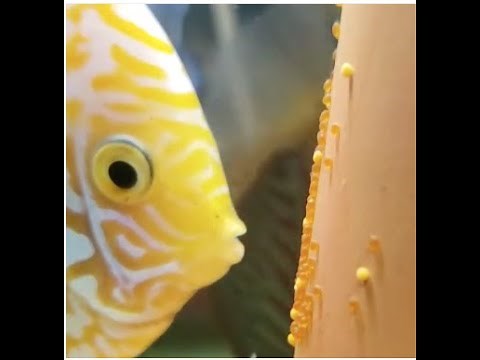 How to get your discus to pair (discus pairing and breeding)