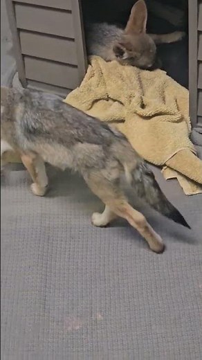 Adorable Jackal Puppies in the Nursery! 🐶🦊