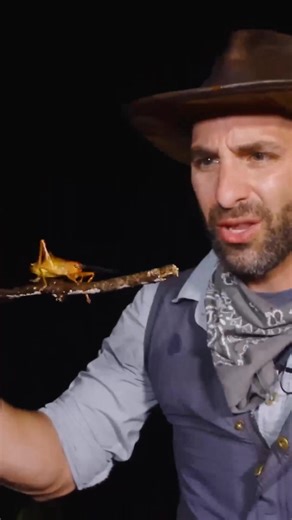32K views · 233 reactions | Wow!!! Check out those antennae… 聯 #insects #bug #katydid #coyotepeterson | Coyote Peterson | Facebook