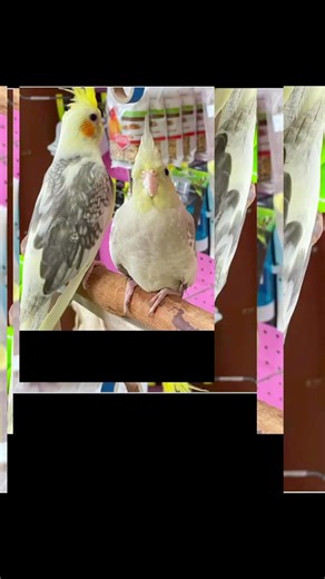 Discover the joy of having cockatiels as pets. 列 Explore their unique charm, playful personality, and the special connection they can bring to your daily life. Dare to get to know these colorful feathered companions!" | XM PETS | Facebook