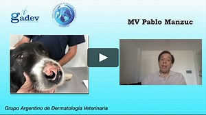 Mi perro tiene Lupus ¿Que debo saber?