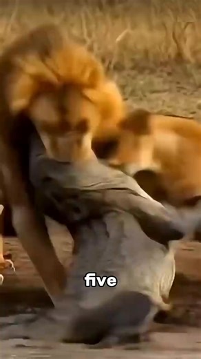 Here are five animals that demonstrated remarkable bravery for the sake of love. #lifestyle #facts #wildanimals #about #animals #nature | Most strange animals