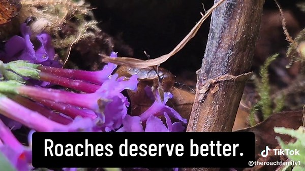 Understanding Cockroaches: Misunderstood Creatures