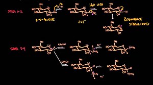 Carbohydrate - Glycoside formation hydrolysis