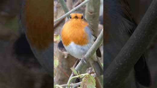 Robin Bird Singing and Chirping - Bird Sounds and Bird Songs | Emma Osterbery