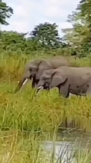 Exploring the Natural Behavior of Elephants in Grasslands