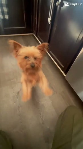 #fypシ #puppy #yorkie tricks for treats