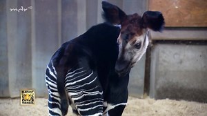 Nach zwei Mädchen sorgt jetzt ein kleiner Okapibulle im Zoo Leipzig für Begeisterung. Ein Namen hat das Kind auch schon: Thabo. | Elefant, Tiger & Co