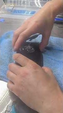 iPhone 12, removing screen