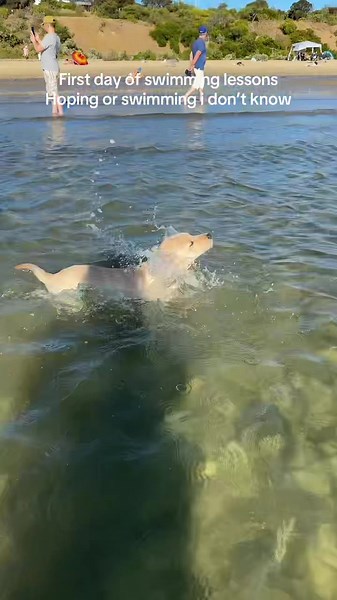 SpiketheLab on TikTok