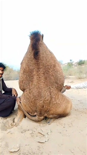 Camel Standing Struggle in Desert 🐪 | Real Life Moment . #animals