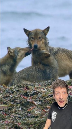 Sea Wolves are REAL
