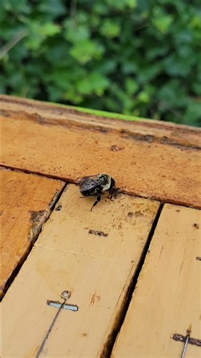 Bumblebee on a Beehive #bumblebee #beehive #beekeeping #layens #horizontalhive