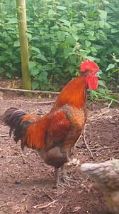 Adorable My Rooster Crowing Sounds | Amazing Rooster Crowing Loudly | Buff Orpington Crowing . . Crowing is a type of singing vocalization produced by chickens. It is believed to be associated with demonstration of territory of power to other males and to attract the attention of females. Although both sexes have the ability to crow, it's typically more common in male chickens (roosters) since the desire to crow is fueled by the presence of testosterone. Dominant roosters will crow more than sub