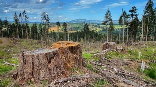 Federal logging proposal in Oregon draws calls for more public input from Congressmembers