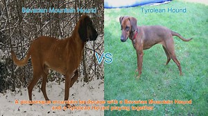 Exploring Bavarian Mountain Hound and Tyrolean Hound: A Comparative Guide