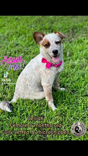 19 reactions · 13 shares | Happy Tails Rescue, Inc on Reels | Facebook