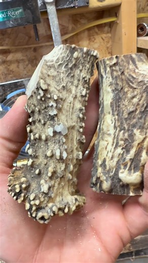 Antler Grunt from Local Arkansas Whitetail 🦌 #huntingseason #deerhunting #deerseason #whitetail #antler | BuckWood Calls