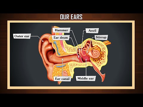 How ear works | Anatomy of the human ear | Human ear - structure and working