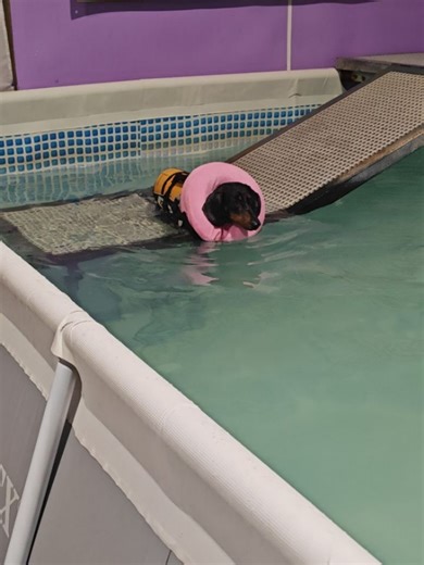 Doggy Paddle on Reels | Facebook