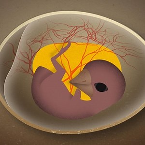 5.1K views · 41 reactions | Как дышит цыпленок внутри яйца? Для...