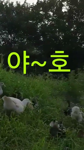 거위 기러기 등산하는날 #기러기#기러기알#거위#goose#등산#점프#동물복지#기러기농장#힐링#야호#쇼츠