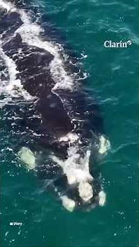 Whales in Peninsula Valdés: the natural spectacle of the year has begun