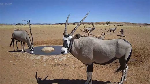 Snapshots - Namibia Africa Waterhole Live Cam - HDOnTap