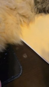 The Science of Floki! Here is a tour of Floki's different levels of fluff. #FlokiVonThunderpaws #bigcat #cutecatvideo #fluffycat | The Pawtistics