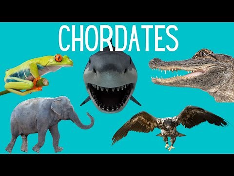 Main Classes of Chordates - Amphibians- Reptiles -Mammals- Birds -Fish