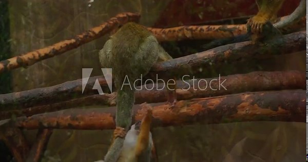 Squirrel monkeys play and jump on branches in the zoo's enclosure. Curious little squirrel monkeys deftly hang on a branch and play with each other. Cute playful squirrel monkey.