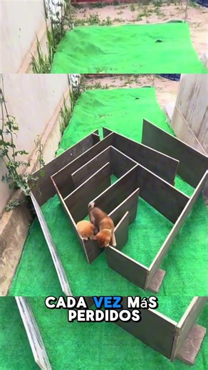 El desafío del laberinto del dueño del perro no es adecuado para perros🐶#animals #dog #doglove