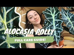ALOCASIA POLLY PLANT CARE | dormancy, propagation + more! | alocasia amazonica