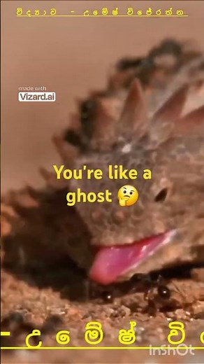 Horned Lizard's Eye-Blood Defense: Nature's Strangest Survival Tactic👀👀🎯💥