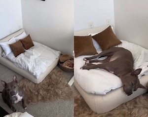 This DIY Dog Cloud Bed Is Actually Genius (And Adorable) - Hunker