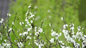 Blooming cherry, plum trees. Blooming apple tree. White flowers in spring. Beautiful Spring screensaver. Bees and insects fly pollinate trees and white flowers. Fresh greens and white flowers on tree