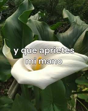 Quiero que seas mi Betsabe