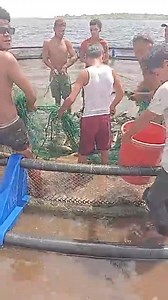 HARVESTING OF TAMBAQUI FISH AT LAKE CAPOEY, ESSEQUIBO COAST YESTERDAY The GoG, Ministry of Agriculture initiative aims to increase fresh water fish production by providing communities with fresh water resources, the support and capacity for self sustainability. Video: Lake Capoey | Action News Guyana
