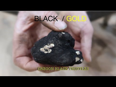 How to find Black truffles.