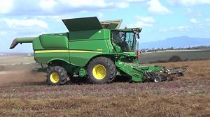 Another clip of gun header man Josh Langmaid of Langmaid Harvesting combining a red beet (beetroot) seed production crop at 'Mountford", Longford back on 13th March 2022. | Craig's Farming Photos & Videos