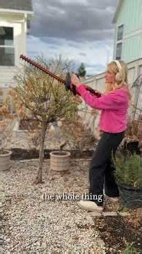 Rose topiary: I pruned her today