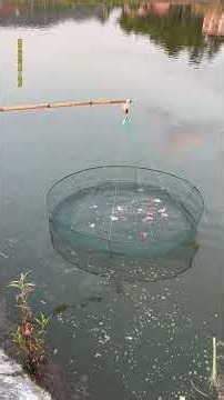 Fishing expert # Catching fish and shrimp#fishing #carpfishing