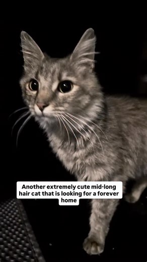 Cat Allies Project NY NJ on Instagram: "Just another super sweet and friendly cat that is out of street and safe with us. She is extremely cute and love to be pet. She will be vetted and ready for adoption soon. If you can help to foster, please help to reach out too! She is currently at Harrison, NJ #catrescue #catalliesproject #catadoption #adoptdontshop🐾 #longhaircat"